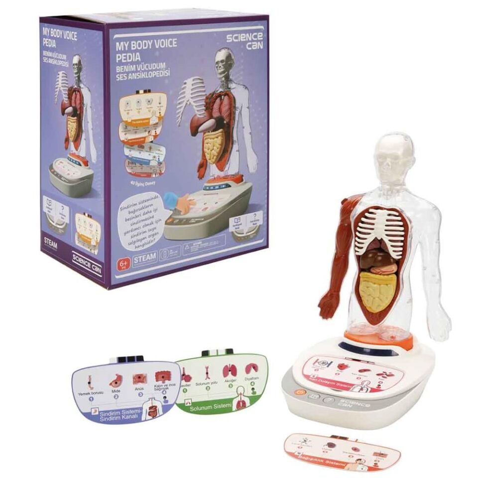 S00005280 BİLİM SET İNSAN VÜCUDU MODELİ 23PRÇ -SUN