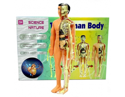 The Human Body İnsan Vücudu 3D Eğitim Seti 3302