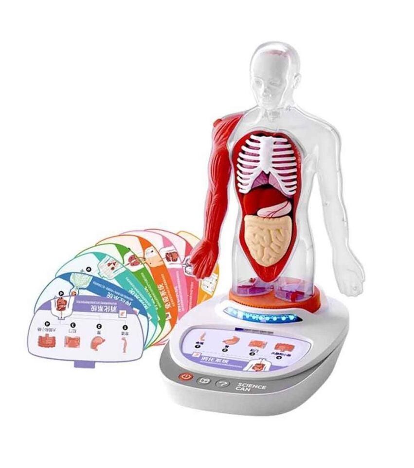 S00005280 BİLİM SET İNSAN VÜCUDU MODELİ 23PRÇ -SUN