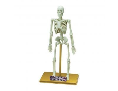 Bilim Seti : İnsan İskeleti